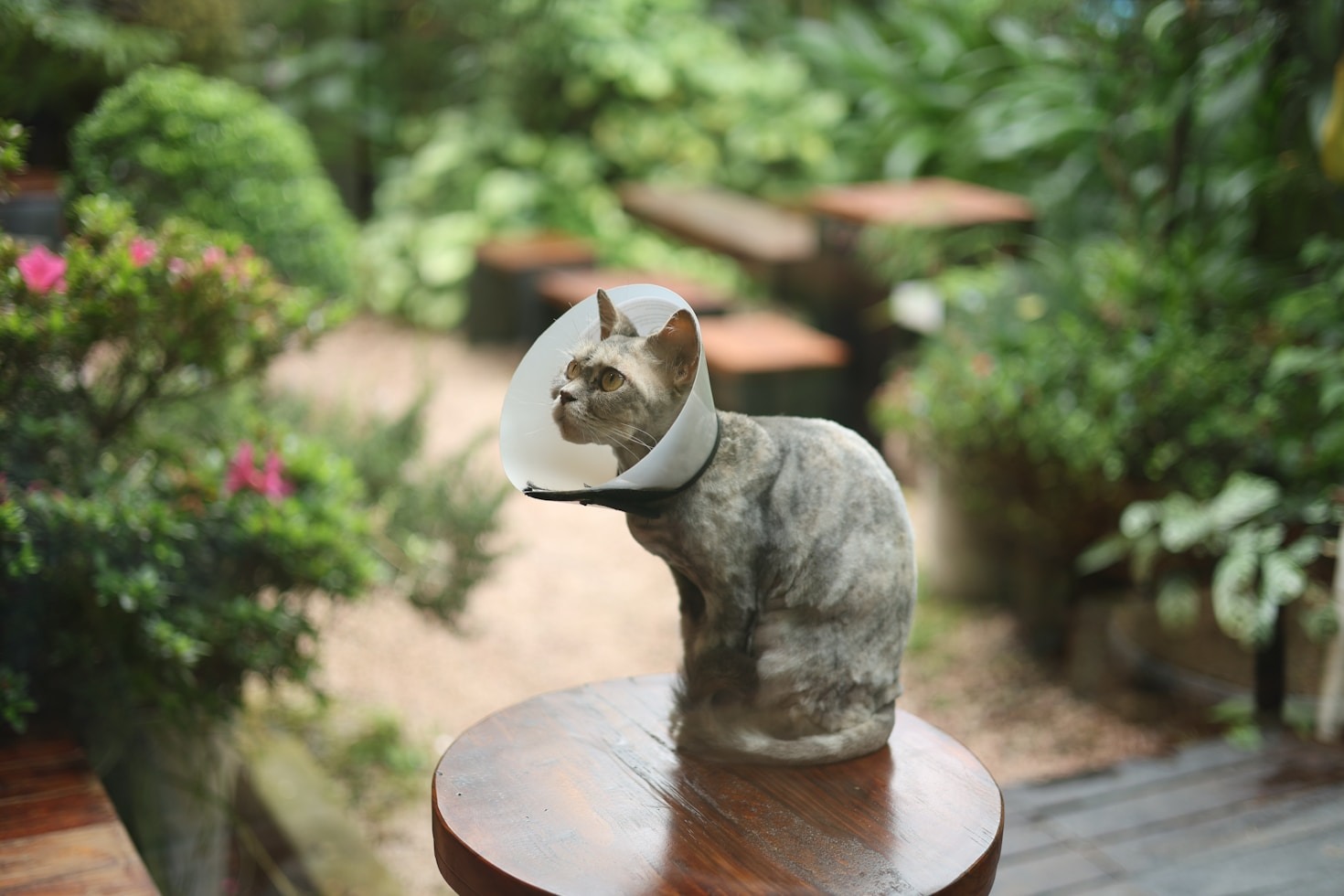 Probiotics and Their Impact on Modern Wellness